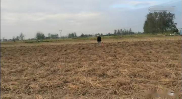 河南一村莊麥苗遭鏟除事件揭秘，官方通報背后的真相