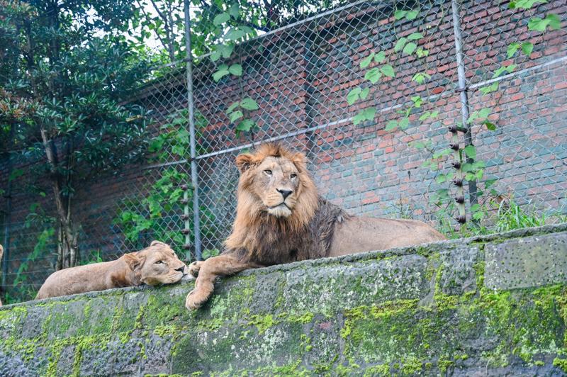 揭秘動物園獅子價格，究竟多少錢？一網(wǎng)打盡所有信息！
