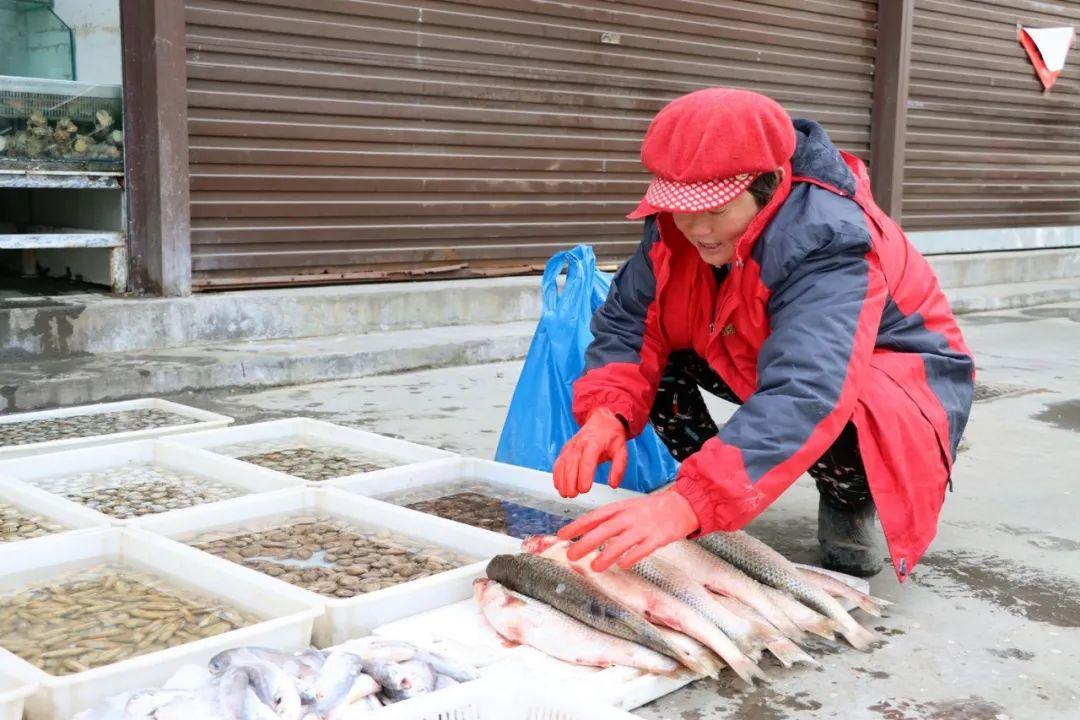 濰坊海面凍住大量梭魚，根本撿不完